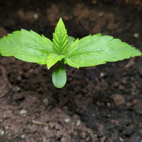 Starting small critical automatic growlog timeline photo