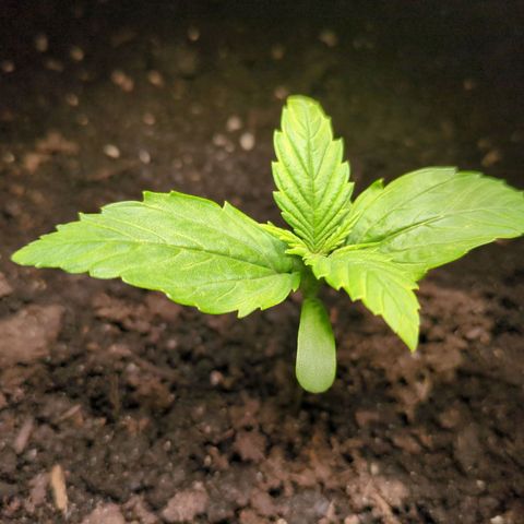 Starting small critical automatic growlog timeline photo