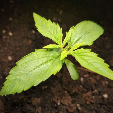 Starting small critical automatic growlog timeline photo