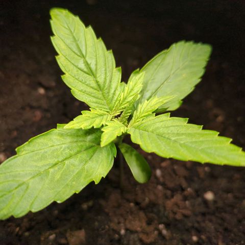 Starting small critical automatic growlog timeline photo