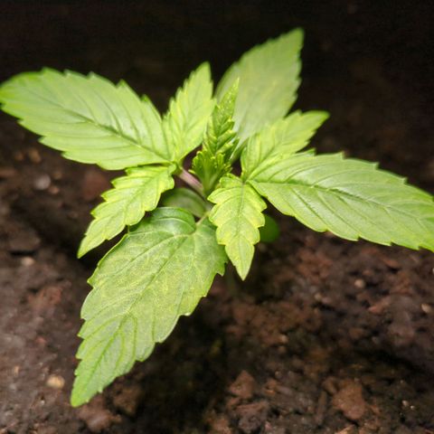 Starting small critical automatic growlog timeline photo