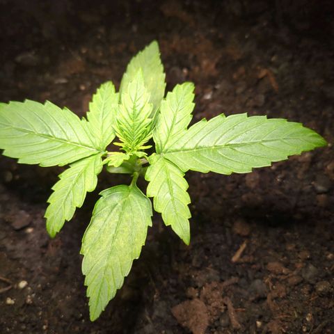 Starting small critical automatic growlog timeline photo