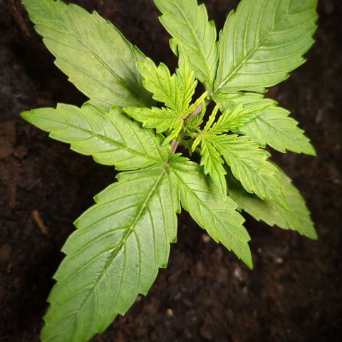 Starting small critical automatic growlog timeline photo