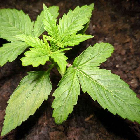 Starting small critical automatic growlog timeline photo