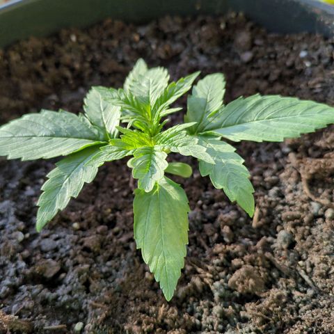 Starting small critical automatic growlog timeline photo
