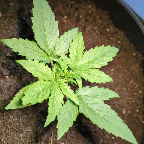 Starting small critical automatic growlog timeline photo