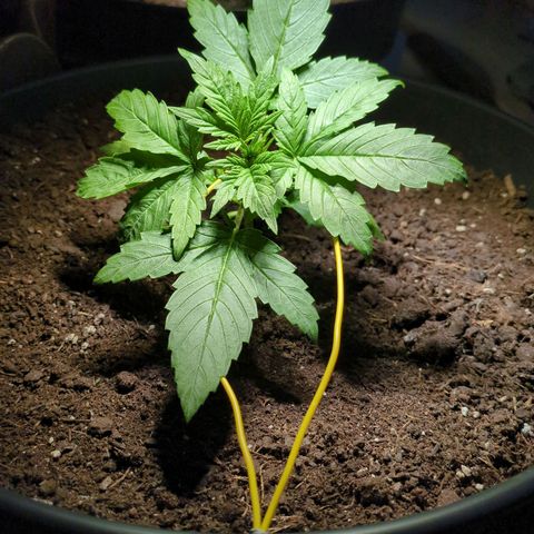 Starting small critical automatic growlog timeline photo