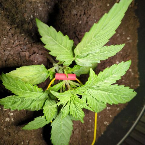 Starting small critical automatic growlog timeline photo