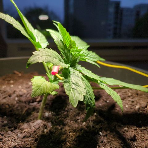 Starting small critical automatic growlog timeline photo