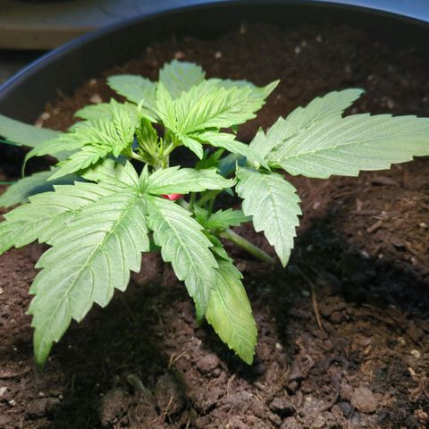Starting small critical automatic growlog timeline photo