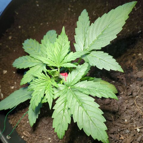 Starting small critical automatic growlog timeline photo