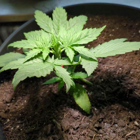 Starting small critical automatic growlog timeline photo