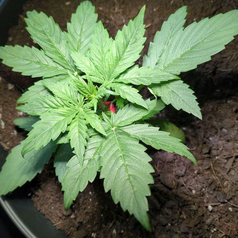 Starting small critical automatic growlog timeline photo