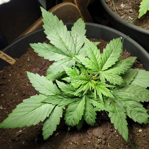 Starting small critical automatic growlog timeline photo