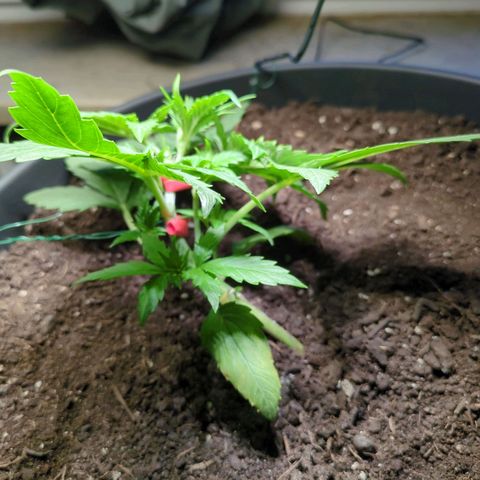 Starting small critical automatic growlog timeline photo