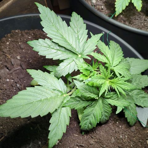 Starting small critical automatic growlog timeline photo