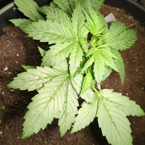 Starting small critical automatic growlog timeline photo