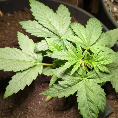 Starting small critical automatic growlog timeline photo