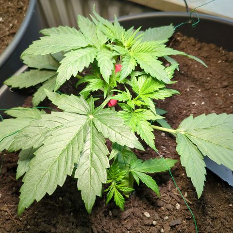 Starting small critical automatic growlog timeline photo