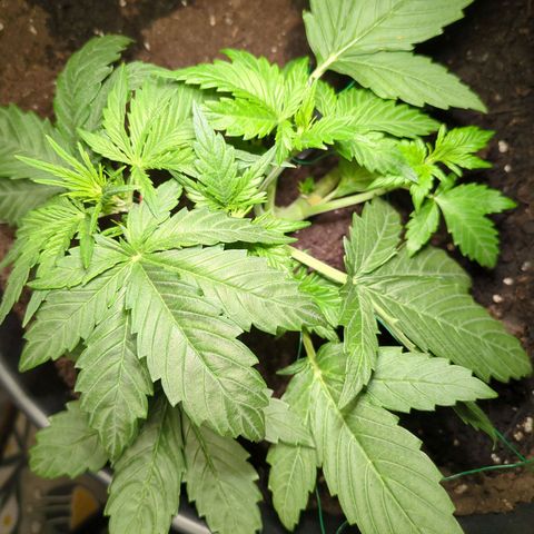 Starting small critical automatic growlog timeline photo