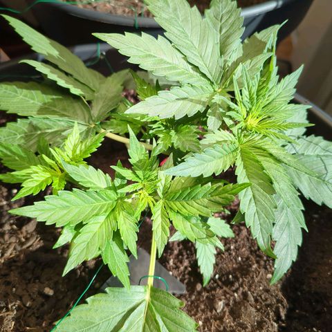 Starting small critical automatic growlog timeline photo