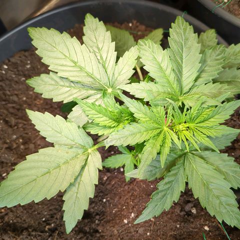 Starting small critical automatic growlog timeline photo
