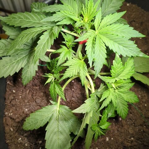 Starting small critical automatic growlog timeline photo