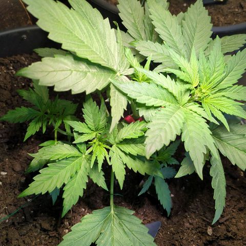 Starting small critical automatic growlog timeline photo