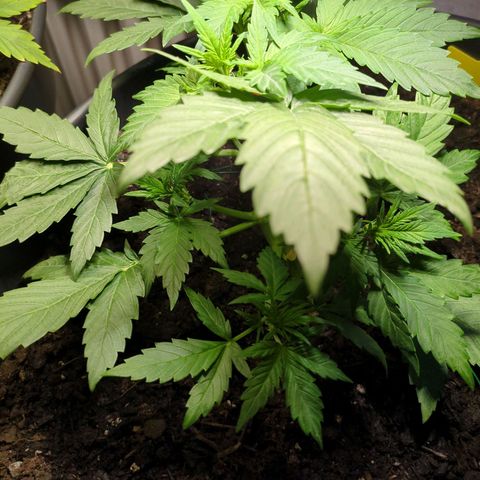 Starting small critical automatic growlog timeline photo