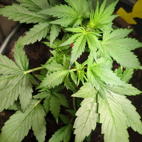 Starting small critical automatic growlog timeline photo