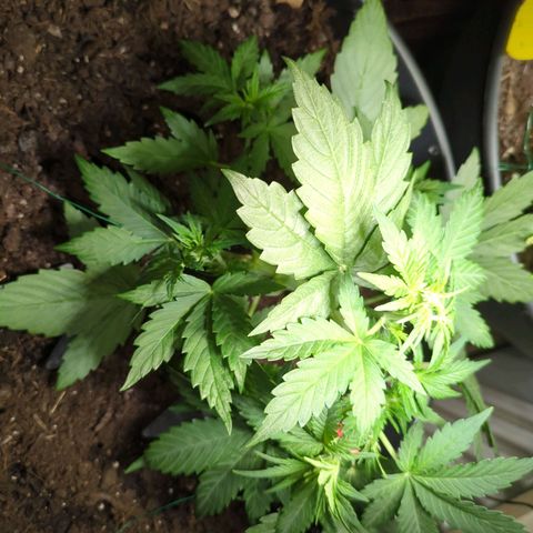 Starting small critical automatic growlog timeline photo