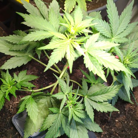 Starting small critical automatic growlog timeline photo
