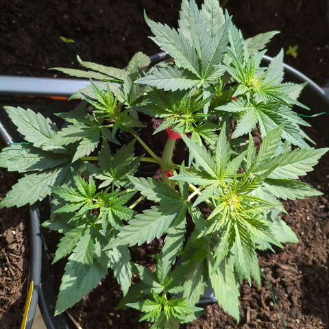 Starting small critical automatic growlog photo: Moved outdoors