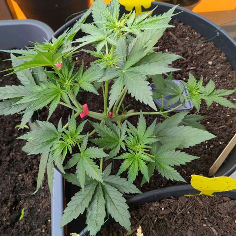 Starting small critical automatic growlog timeline photo