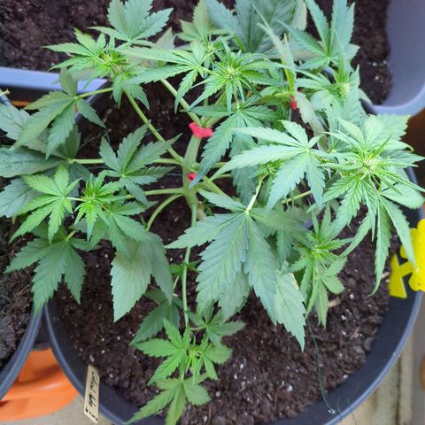Starting small critical automatic growlog timeline photo