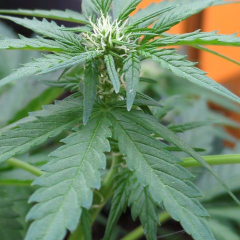 Starting small critical automatic growlog timeline photo