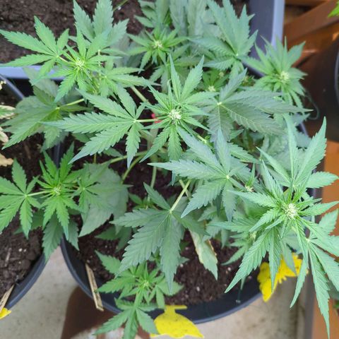 Starting small critical automatic growlog timeline photo