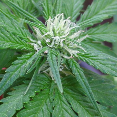 Starting small critical automatic growlog timeline photo