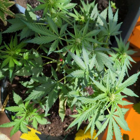 Starting small critical automatic growlog timeline photo