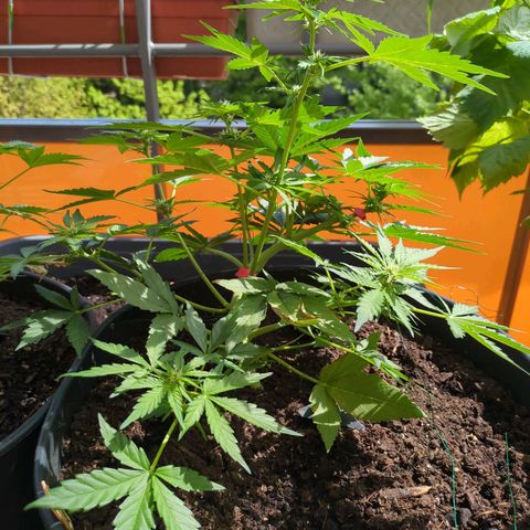 Starting small critical automatic growlog timeline photo