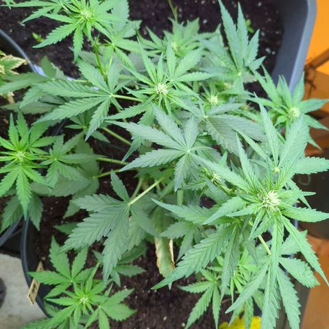 Starting small critical automatic growlog timeline photo