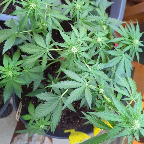 Starting small critical automatic growlog timeline photo