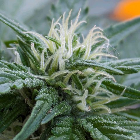 Starting small critical automatic growlog timeline photo