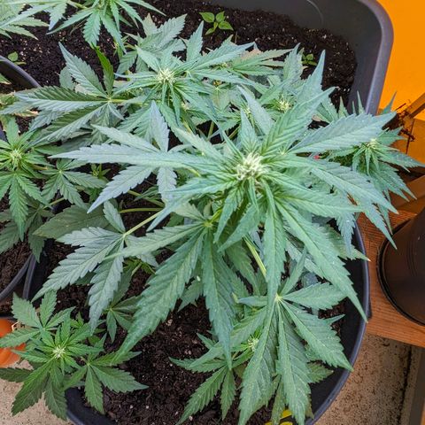 Starting small critical automatic growlog timeline photo