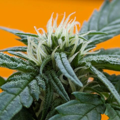 Starting small critical automatic growlog timeline photo