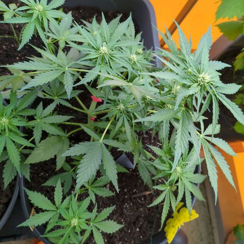 Starting small critical automatic growlog timeline photo