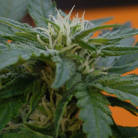 Starting small critical automatic growlog timeline photo
