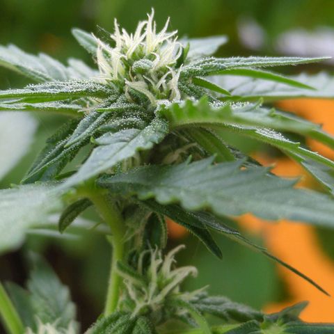 Starting small critical automatic growlog timeline photo