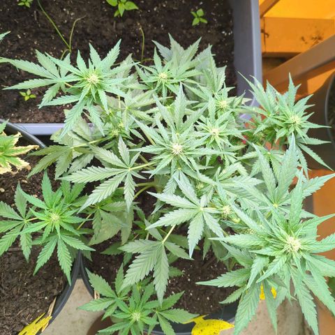 Starting small critical automatic growlog timeline photo