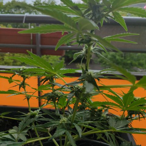 Starting small critical automatic growlog timeline photo